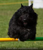 Truffe Noire Bouvier des Falandres