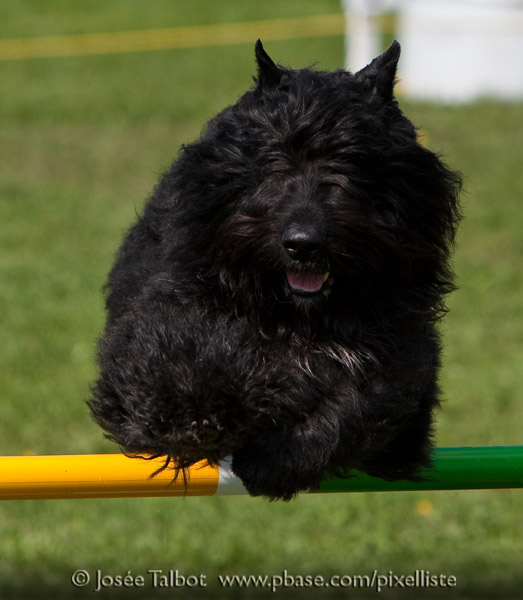 Truffe Noire Bouvier des Flandres