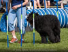 Truffe Noire Bouvier des Falandres