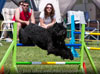 Truffe Noire Bouvier des Flandres