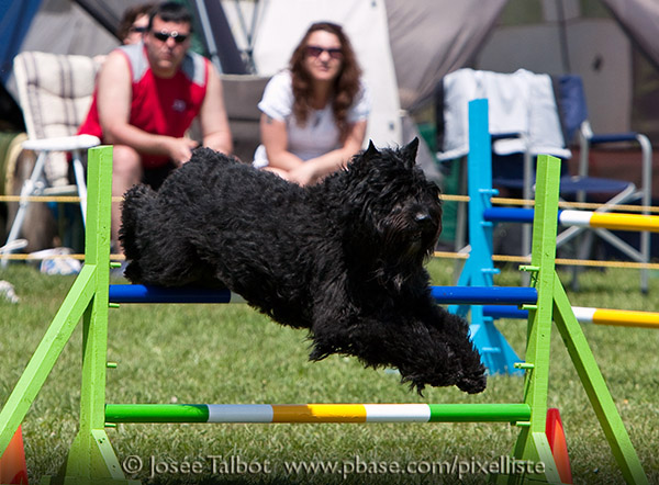 Truffe Norie Bouvier des Flandres