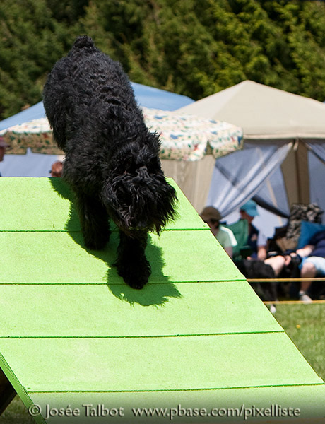 Truffe Noire Bouvier des Flandres