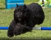 Truffe Noire Bouvier des Flandres