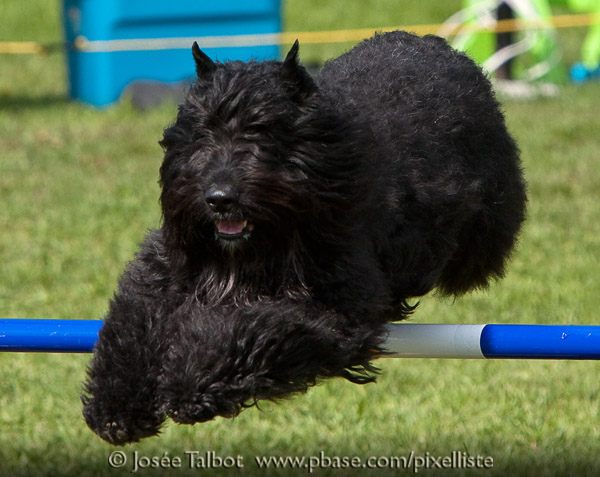 Truffe Noire Bouvier des Flandres