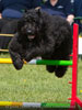 Truffe Noire Bouvier des Flandres