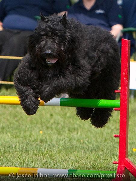 Truffe Noire Bouvier des Flandres