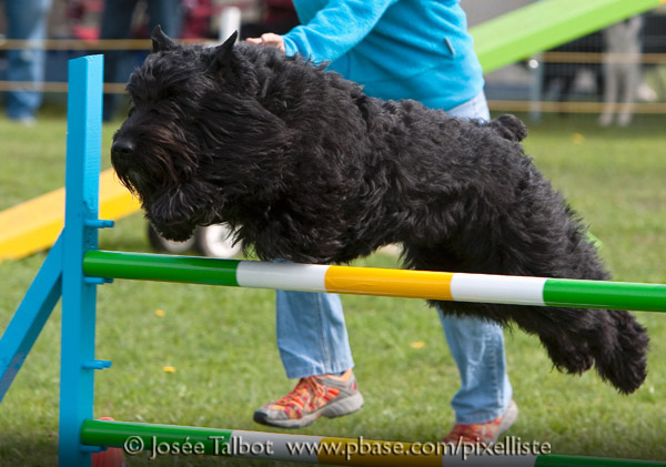 Truffe Noire Bouvier des Flandres