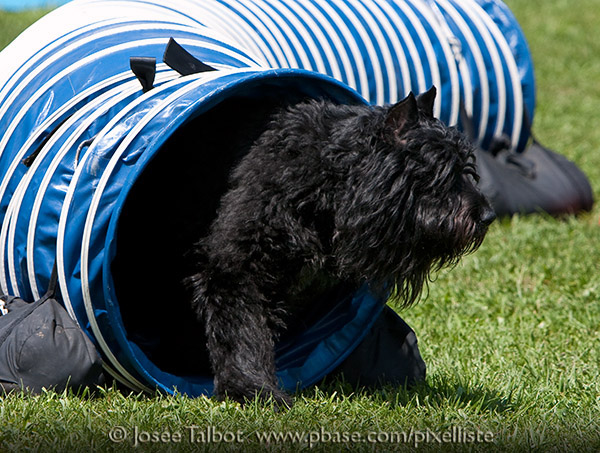 Truffe Norie Bouvier des Flandres