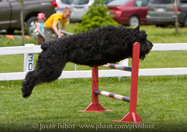 Truffe Noire Bouvier des Flandres