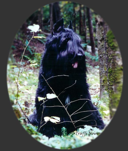 Truffe Noire Bouvier des Flandres