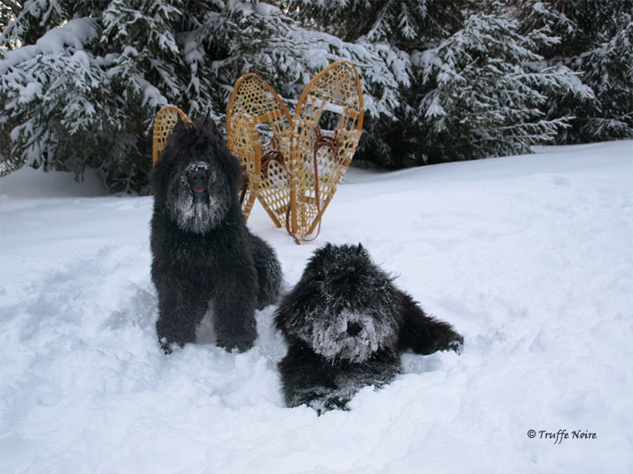 Truffe Noire Bouvier des Flandres