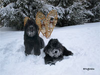 Truffe Norie Bouvier des Flandres