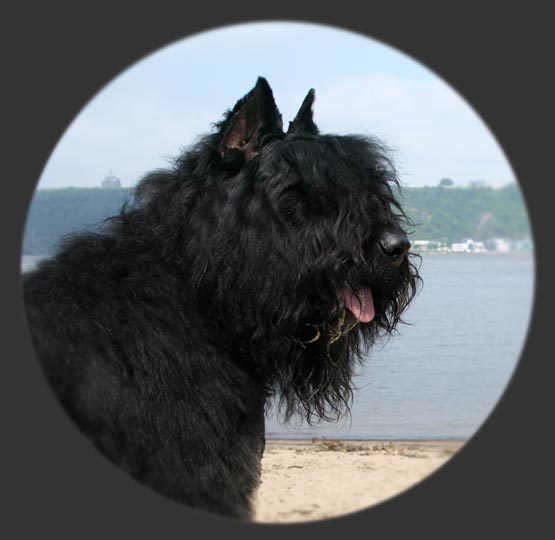 Truffe Noire Bouvier des Flandres