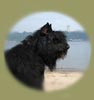 Truffe Noire Bouvier des Flandres