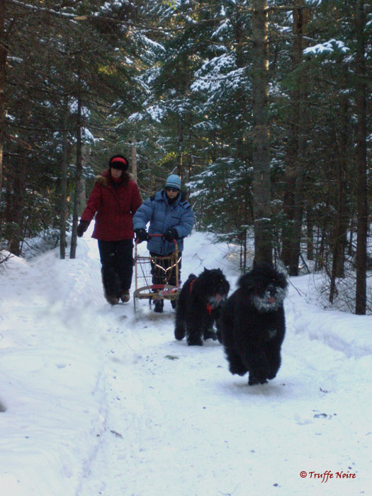 Truffe Noire Bouvier des Flandres