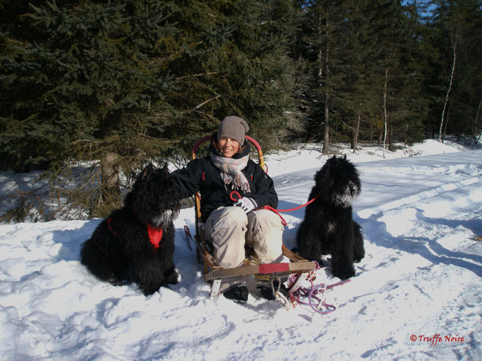 Truffe Noire Bouvier des Flandres