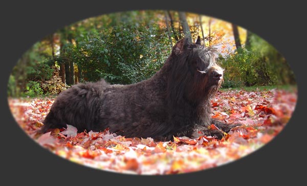 Truffe Noire Bouvier des Flandres