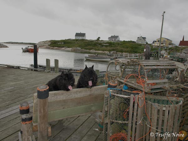 Truffe Noire Bouvier des Flandres