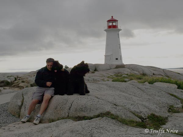 Truffe Noire Bouvier des Flandres