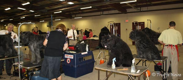 Truffe Noire Bouvier des Flandres