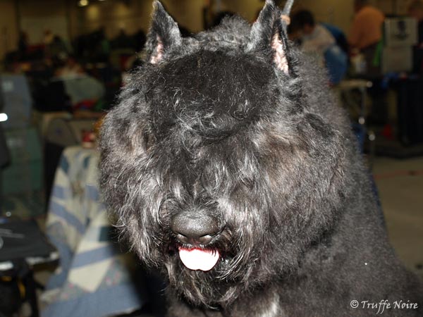 Truffe Noire Bouvier des Flandres