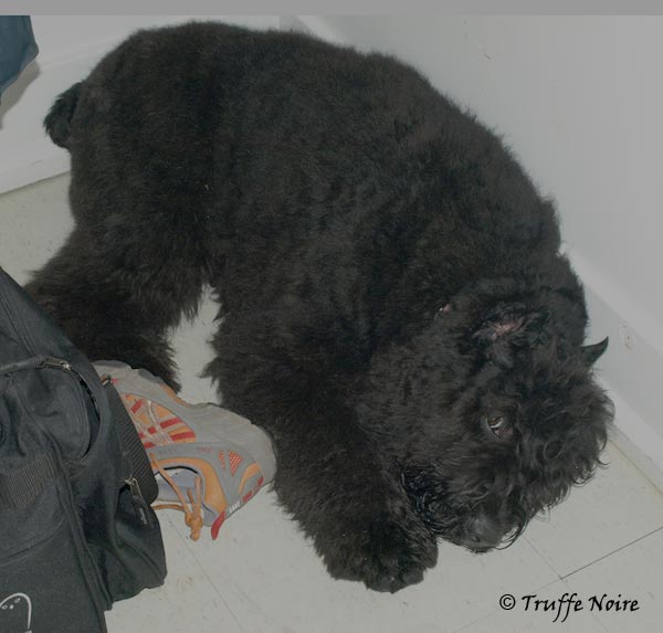 Truffe Noire Bouvier des Flandres