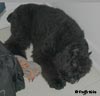 Truffe Noire Bouvier des Flandres