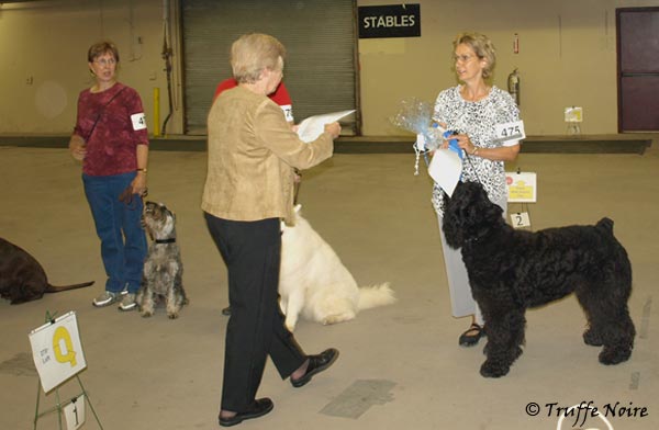 Truffe Noire Bouvier des Flandres
