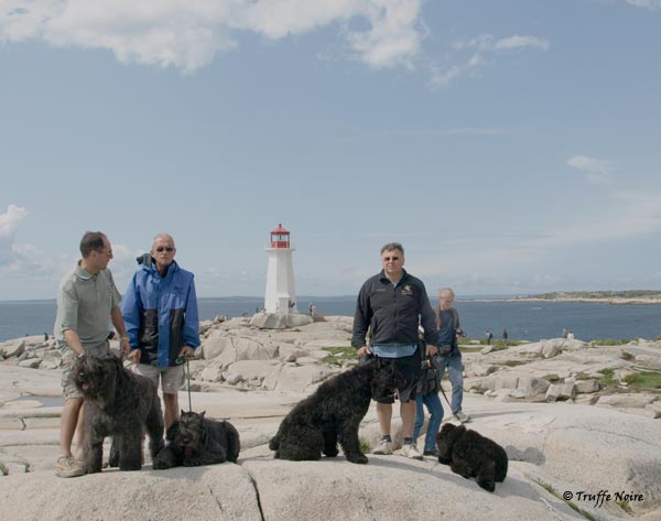 Truffe Noire Bouvier des Flandres