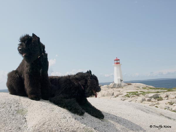 Truffe Noire Bouvier des Flandres