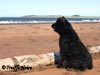 Truffe Noire Bouvier des Flandres