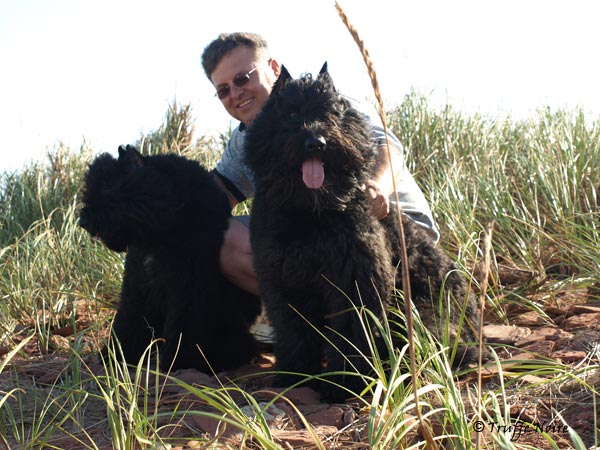 Truffe Noire Bouvier des Flandres