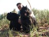 Truffe Noire Bouvier des Flandres