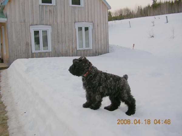 Truffe Noire Bouvier des Flandres