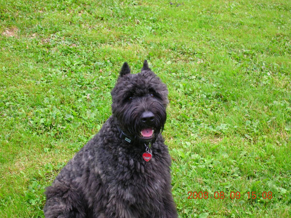 Truffe Noire Bouvier des Flandres