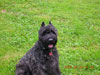 Truffe Noire bouvier des Flandres