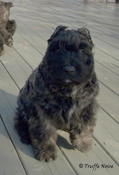 Truffe Noire Bouvier des Flandres