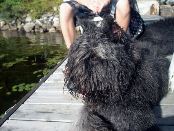 Truffe Noire Bouvier des Flandres