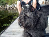 Truffe Noire Bouvier des Flandres