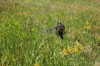 Truffe Noire Bouvier des Flandres