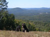 Truffe Noire Bouvier des Flandres