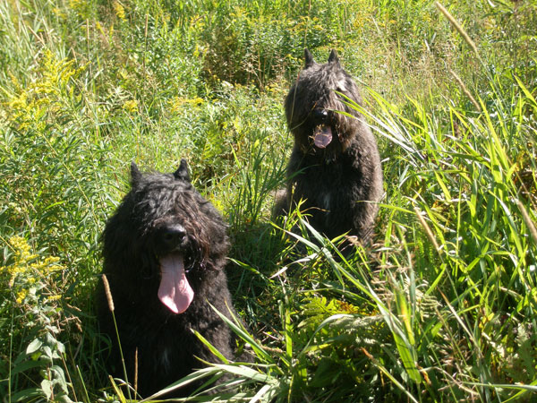 Truffe Noire Bouvier des Flandres