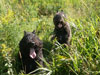 Truffe Noire Bouvier des Flandres