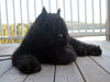 Truffe Noire Bouvier des Flandres