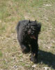 Truffe Noire Bouvier des Flandres