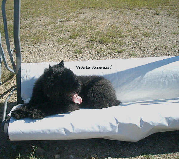 Truffe Noire Bouvier des Flandres