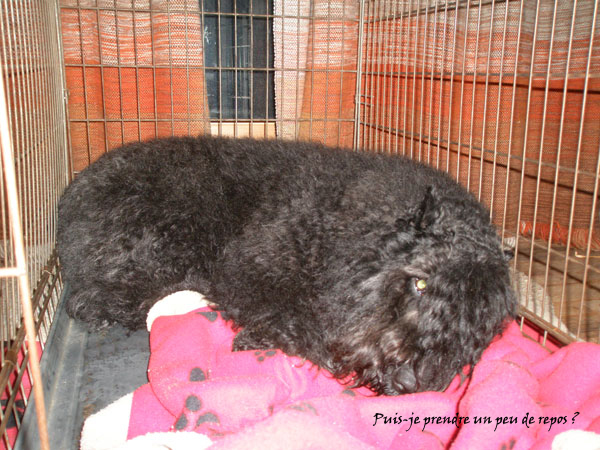 Truffe Noire Bouvier des Flandres