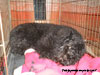 Truffe Noire Bouvier des Flandres