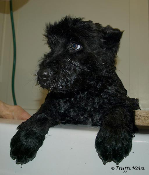 Truffe Noire Bouvier des Flandres