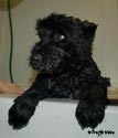 Truffe Noire Bouvier des Flandres